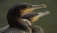 Grand cormoran. Cliquer pour agrandir l'image.