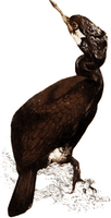 Grand cormoran. Dessin. Cliquer pour agrandir l'image.