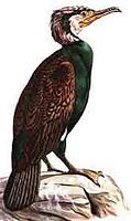 Grand cormoran. Dessin. Cliquer pour agrandir l'image.