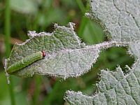 Grand mars changeant. Chenille jeune. Cliquer pour agrandir l'image.