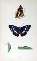 Grand mars changeant. Planche d'identification Morris. Cliquer pour agrandir l'image.