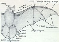 Grand murin. Dessin anatomie. Cliquer pour agrandir l'image.