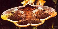 Grand paon-de-nuit. Cliquer pour agrandir l'image.