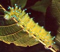 Grand paon-de-nuit. Chenille. Cliquer pour agrandir l'image.