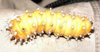 Grand paon-de-nuit. Chenille. Cliquer pour agrandir l'image.