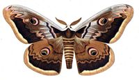 Grand paon-de-nuit. Planche d'identification Huebner. Cliquer pour agrandir l'image.