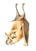 Grand rhinolophe. Dessin. Cliquer pour agrandir l'image.