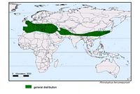 Grand rhinolophe. Répartition. Cliquer pour agrandir l'image.