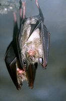 Grand rhinolophe. Cliquer pour agrandir l'image.