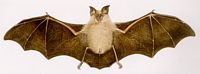 Grand rhinolophe. Cliquer pour agrandir l'image.