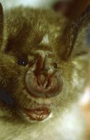 Grand rhinolophe. Cliquer pour agrandir l'image.