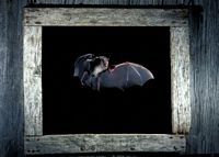 Grand rhinolophe. Cliquer pour agrandir l'image.