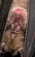 Grand rhinolophe. Cliquer pour agrandir l'image.