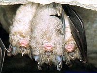 Grand rhinolophe. Cliquer pour agrandir l'image.