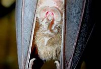 Grand rhinolophe. Feuilles nasales. Cliquer pour agrandir l'image.