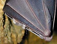 Grand rhinolophe. Lancette. Cliquer pour agrandir l'image.