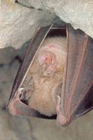 Grand rhinolophe. Cliquer pour agrandir l'image.