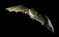 Grand rhinolophe. Cliquer pour agrandir l'image.