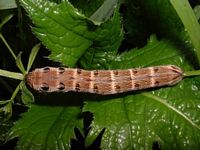Grand sphinx de la vigne. Chenille. Cliquer pour agrandir l'image.