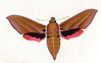 Grand sphinx de la vigne. Planche Huebner. Cliquer pour agrandir l'image.