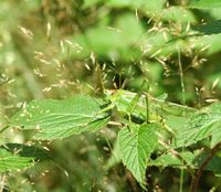 Grande sauterelle verte. Femelle, Les Roches. Cliquer pour agrandir l'image.