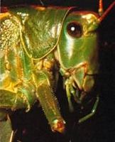 Grande sauterelle verte. Tête de profil. Cliquer pour agrandir l'image.