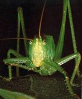 Grande sauterelle verte. Tête de face. Cliquer pour agrandir l'image.