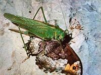 Grande sauterelle verte. Predatrice d'une vanesse. Cliquer pour agrandir l'image.