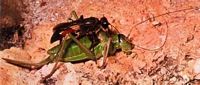 Grande sauterelle verte. Proie d'un sphegien. Cliquer pour agrandir l'image.