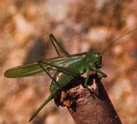 Grande sauterelle verte. Femelle. Cliquer pour agrandir l'image.
