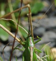 Grande sauterelle verte. Pulvérières. Cliquer pour agrandir l'image.
