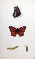 Grande tortue. Planche d'identification Morris. Cliquer pour agrandir l'image.