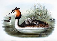 Grèbe huppé. Planche Gould. Cliquer pour agrandir l'image.
