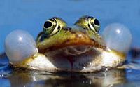 Grenouille verte
