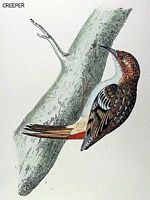 Grimpereau des bois. Dessin. Cliquer pour agrandir l'image.