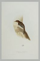 Grimpereau des bois. Gravure Gould. Cliquer pour agrandir l'image.