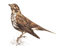 Grive draine. Dessin. Cliquer pour agrandir l'image.