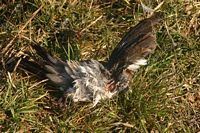 Grive litorne. Decapitee par un rapace. Cliquer pour agrandir l'image.
