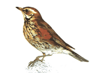 Grive mauvis. Dessin. Cliquer pour agrandir l'image.