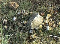 Grive musicienne. Coquilles d'escargots. Cliquer pour agrandir l'image.