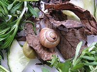 Grive musicienne. Escargot. Cliquer pour agrandir l'image.