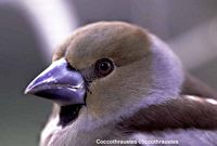 Gros-bec casse-noyaux. Juvénile. Cliquer pour agrandir l'image.