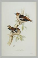 Gros-bec casse-noyaux. Gravure Gould. Cliquer pour agrandir l'image.