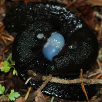 Grosse limace noire. Accouplement, Les Roches. Cliquer pour agrandir l'image.