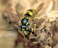 Guêpe des bois. Cliquer pour agrandir l'image.