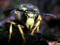 Guêpe des bois. Cliquer pour agrandir l'image.