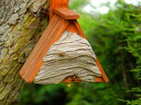 Guêpe des bois. Dans nichoir. Cliquer pour agrandir l'image.