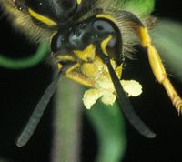Guêpe des bois. Face femelle. Cliquer pour agrandir l'image.