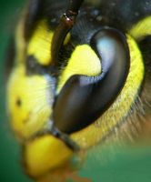Guêpe des bois. Oeil. Cliquer pour agrandir l'image.