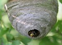 Guêpe des buissons. Nid. Cliquer pour agrandir l'image.